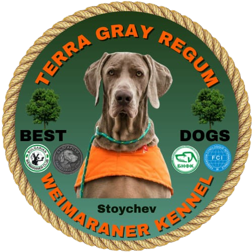 Terra Gray Regum - Weimaraner